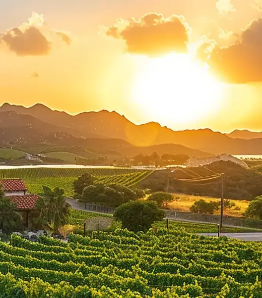 herbal-te-soy-productos-naturales-punta-cana-8