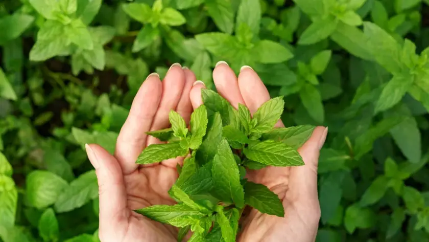 Productos naturales Herbal TEA SOY en Punta Cana