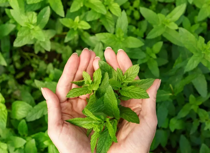 Productos naturales Herbal TEA SOY en Punta Cana